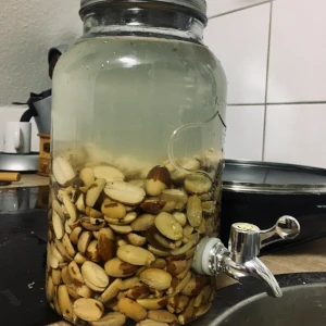 Ein Glasbehälter mit Wasser gefüllt in dem sich halbierte Eicheln befinden